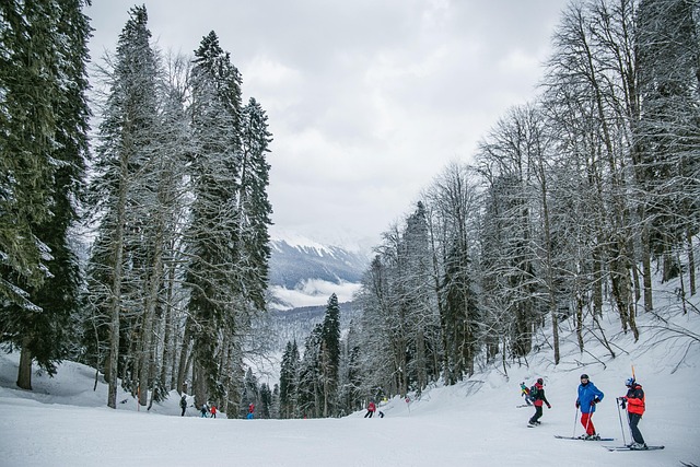 snow, skiing, people, trees, forest, winter, cold, sports, leisure, recreational activity, ski resort, landscape, mountains, nature, skiing, skiing, skiing, skiing, skiing