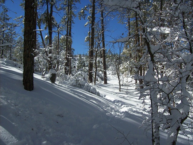 forest, winter, snow, trees, nature, lynx lake, prescott, arizona